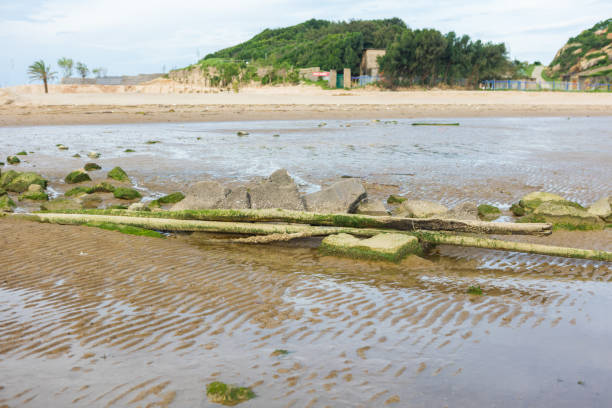 Green moss grows on the stones on the beach