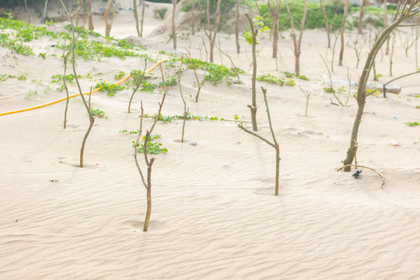 Green plants on the desert