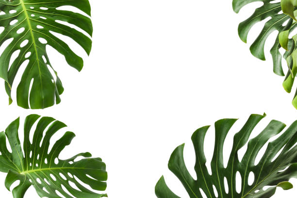 istock Green plant monstera on white background. 2197447050