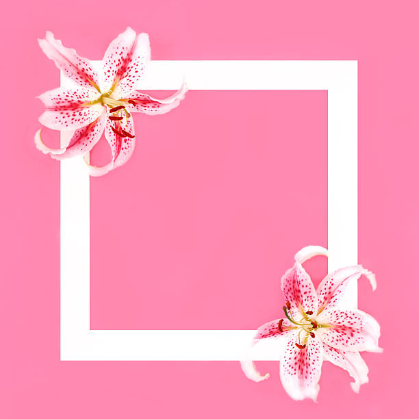 istock Pink and White Lily Flower Beautiful Background Border 2197447286
