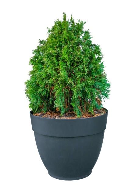 Oval trimmed thuja growing in large plastic pot isolated on white background