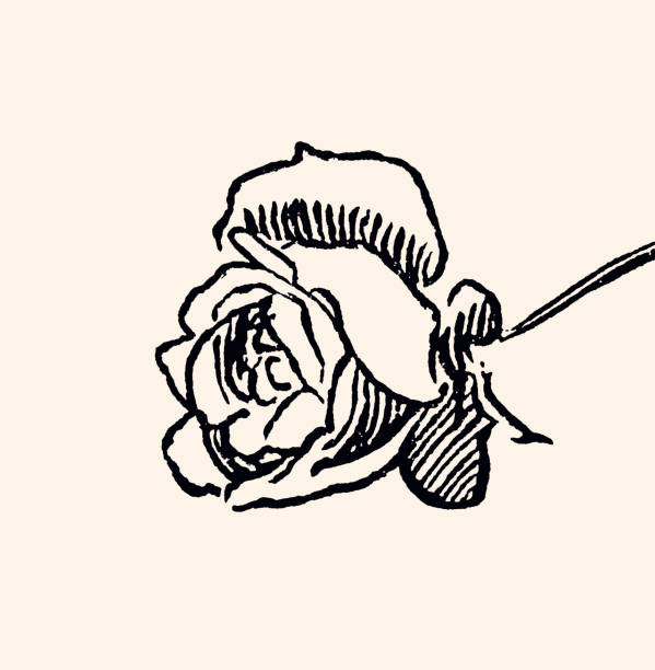 The Rose : Design element. Vintage etching circa late 19th century. Digital restoration by pictore.