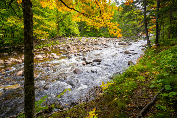 istock View of flowing mountain river and beautiful forest 2197449053