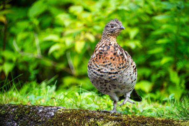 istock Ruffed grouse in a national park. 2197449156