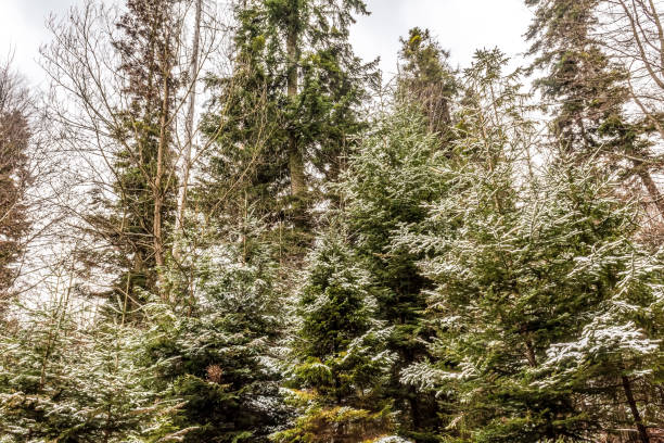 Landscapes - Forest - Europe, Romania, Suceava region