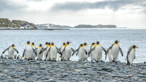 istock King penguins on a rocky beach 2197449876