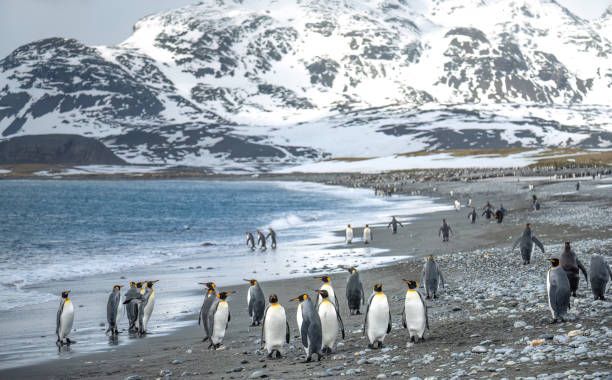 istock King penguins near mountains and ocean 2197450294