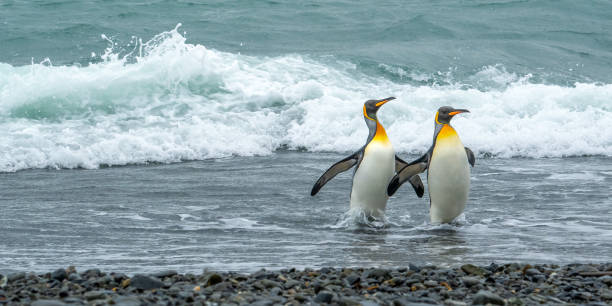 istock King penguins emerge onto land 2197450321