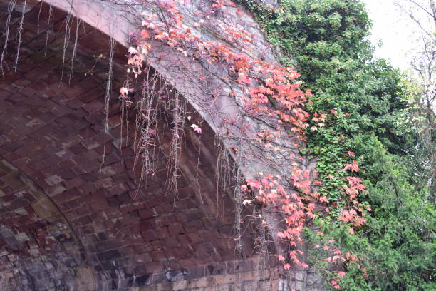 istock autumn plants at a stone arch 2197450803