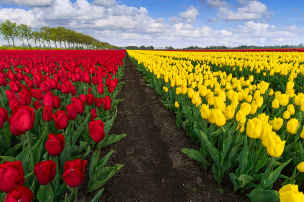 istock Red Yellow Tulip Fields in the Netherlands under a Fluffy Clouded Sky 2197450843