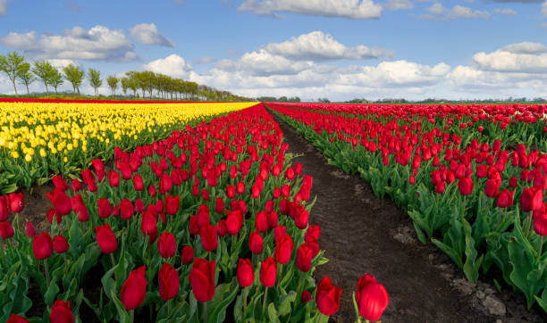 istock Red Yellow Tulip Fields in the Netherlands under a Fluffy Clouded Sky 2197450864