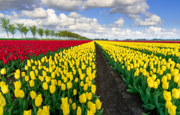 istock Red Yellow Tulip Fields in the Netherlands under a Fluffy Clouded Sky 2197450870