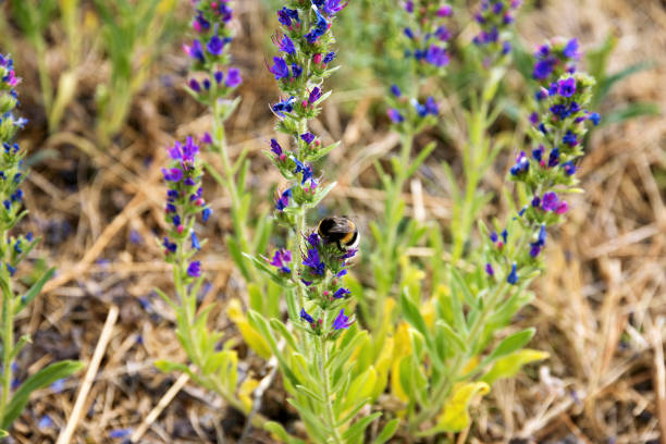 Bee on a flower in a colorful flowerbed in summer