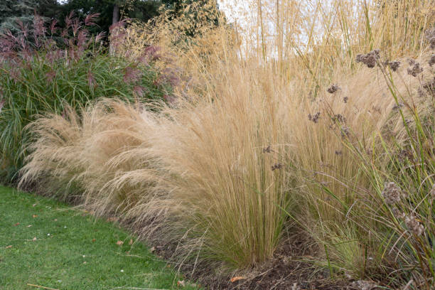 istock Plant or Common Reed, in the city park. 2197452116