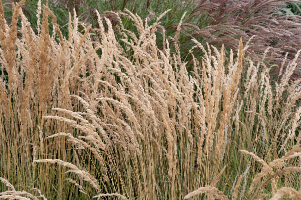 istock Plant or Common Reed, in the city park. 2197452117