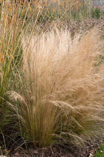 istock Plant or Common Reed, in the city park. 2197452123