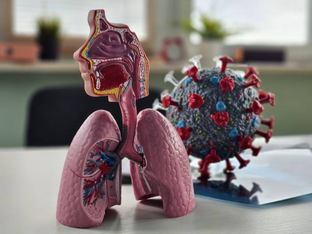 Detailed model of human lungs and virus representation