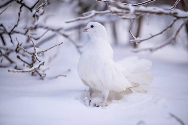 istock Beautiful white dove sitting on the snow 2197453178