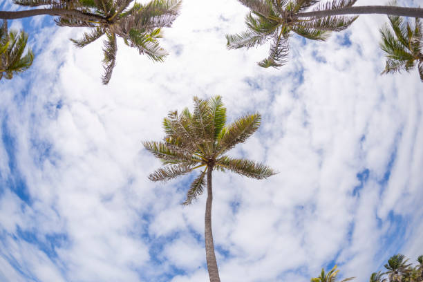 Tropical sandy beach near Fortaleza in Ceará State in Brazil on a sunny midday in July. The image was captured with a sharp lens and a full frame DSLR camera at low ISO. The image is part of a series.