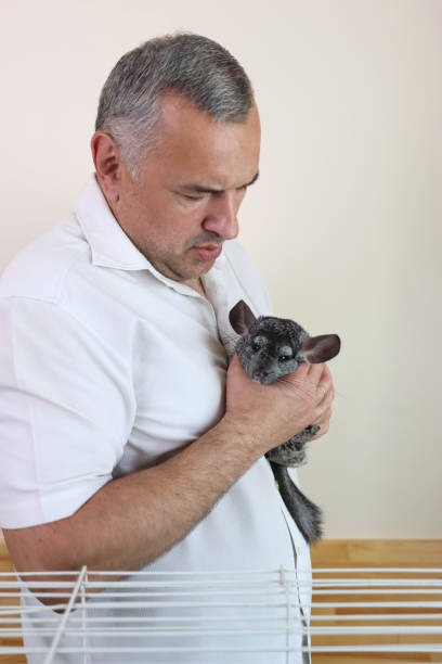 istock People care for and play with chinchillas. 2197454909