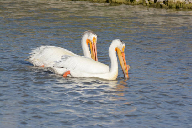 Single white and black pelican swimming in calm green water