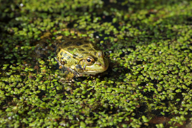 Adult frog and cub (Pelophylax ridibundus), frog peeks out of the water, has a young frog in its head, cub, Central Europe.