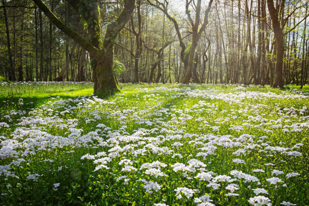 istock Wild meadow of cuckoo flowers in a sunlit forest 2197455237