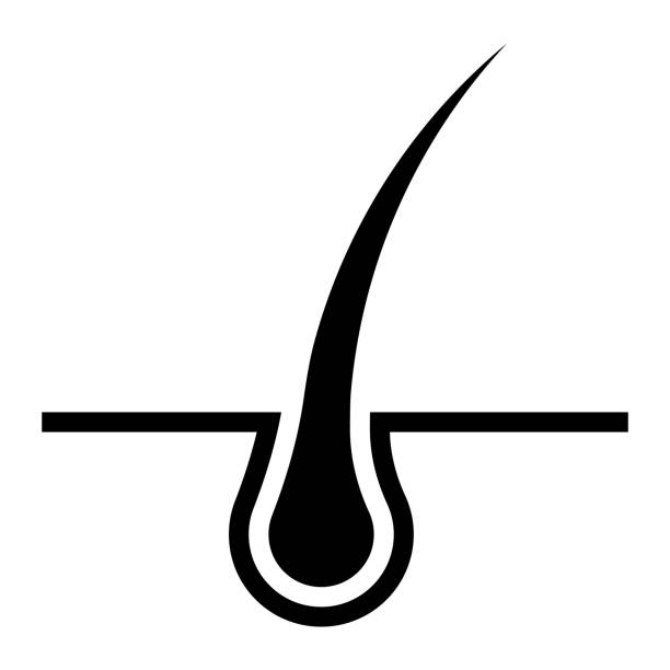 istock Hair root vector icon. Hair follicle and skin structure diagram. Black silhouette isolated on white background. 2197455247