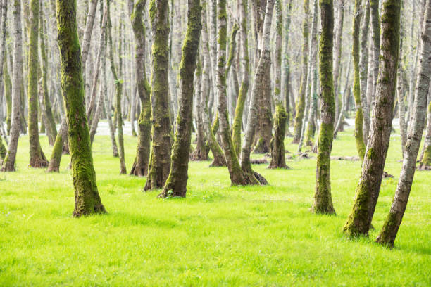 A young spring lawn. High quality photo