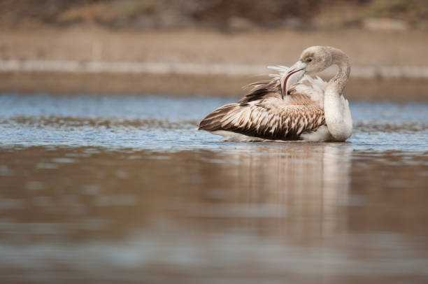 istock Juvenile greater flamingo preening. 2197456457