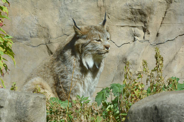 Canadian Lynx - Lynx canadensis head close up on a sunny day in springtime