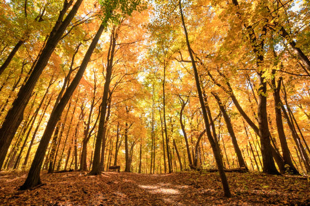 istock Fall colors at Bird Hills Nature Area, Ann Arbor, Michigan 2197458330