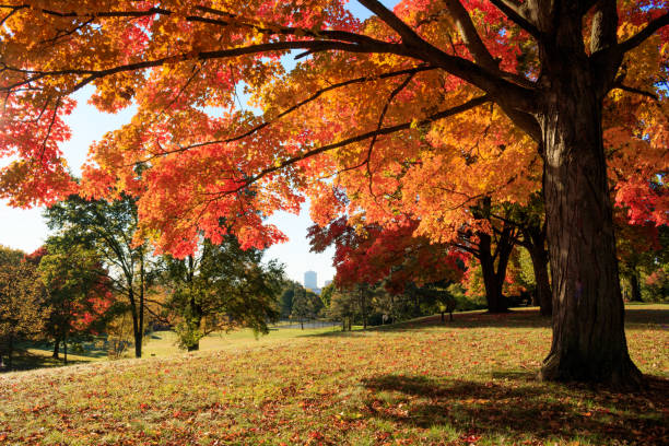 istock Fall colors at Kensington Metropark, Michigan 2197458348
