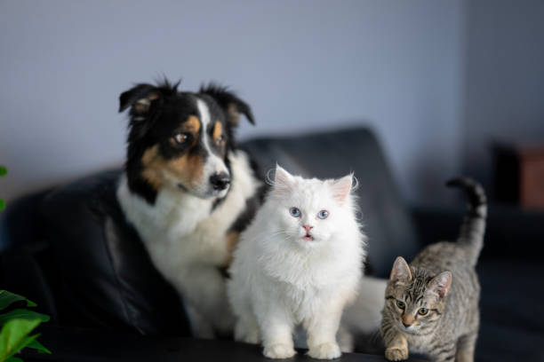 istock Family Pets Portrait 2197459298