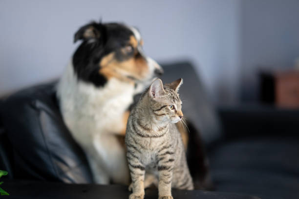 A Boarder Collie and a tabby cat sit together on a sofa as they pose for a portrait.  They each have curious expressions on their faces.