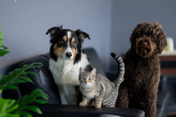 istock Family Pets Portrait 2197459305