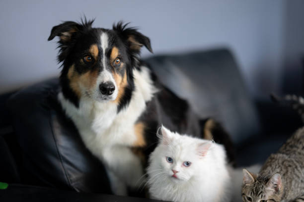 A Boarder Collie and two cats sit together on a sofa as they pose for a portrait.  They each have curious expressions on their faces.