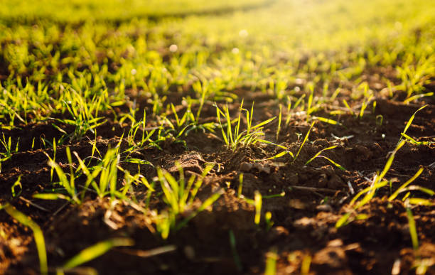istock Young wheat seedlings growing in a field. Young green wheat growing in soil. 2197459623