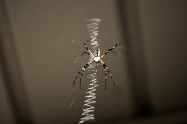 Black and yellow orb weaver spider on it's web