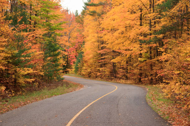 istock Fall colors at Hartwick Pines State Park, Michigan 2197462765