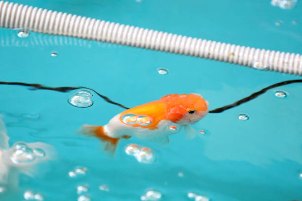 The many kinds of goldfishâOranda goldfish, Lionhead goldfish, and Ranchu goldfishâare swimming in the plastic trough.