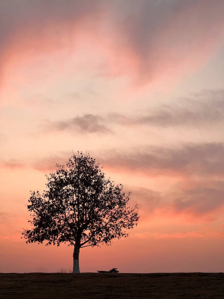 istock A lonely tree in front of pink sunset 2197467297
