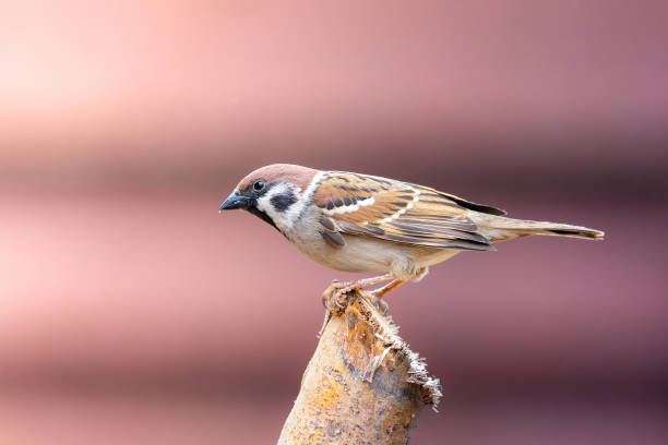 istock eurasian tree sparrow on a stump 2197468420