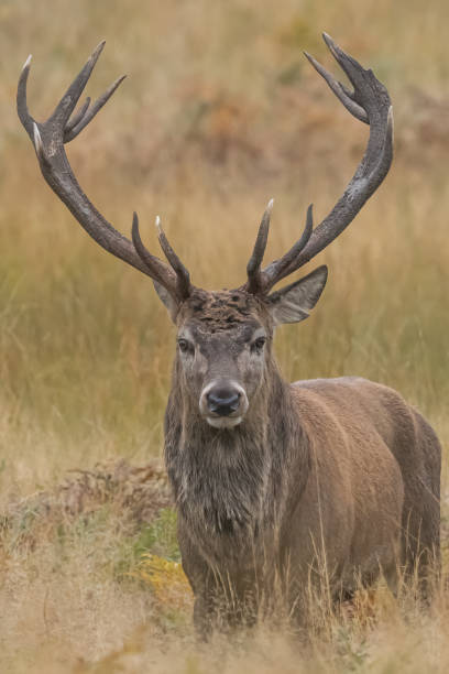 istock Deer rutting season at Bradgate park 2197468944