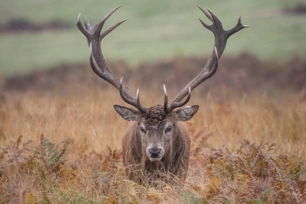 istock Deer rutting season at Bradgate park 2197468995