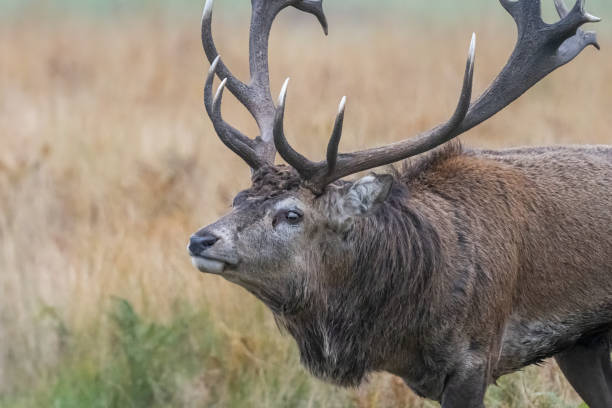 istock Deer rutting season at Bradgate park 2197469005