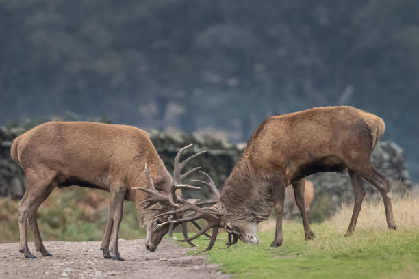 istock Deer rutting season at Bradgate park 2197469015