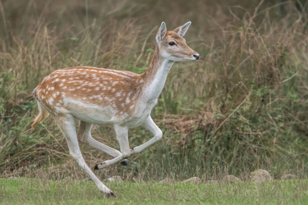 istock Deer rutting season at Bradgate park 2197469027