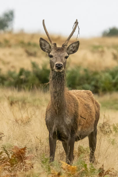 istock Deer rutting season at Bradgate park 2197469044
