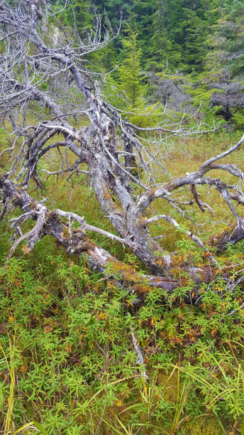 istock Haines Alaska Landscape and Foliage 2197469922